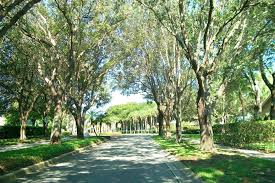How Regular Tree Maintenance Services Preserve Urban Landscapes 1 How Regular Tree Maintenance Services Preserve Urban Landscapes